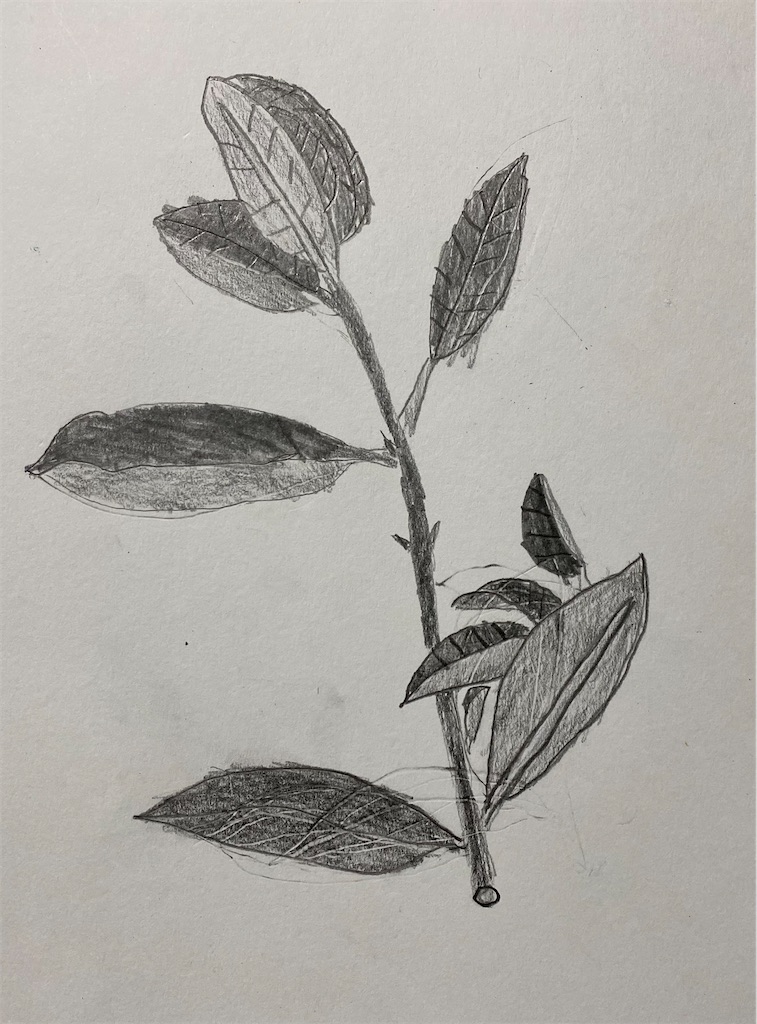 f:id:blossom-art:20220921173632j:image