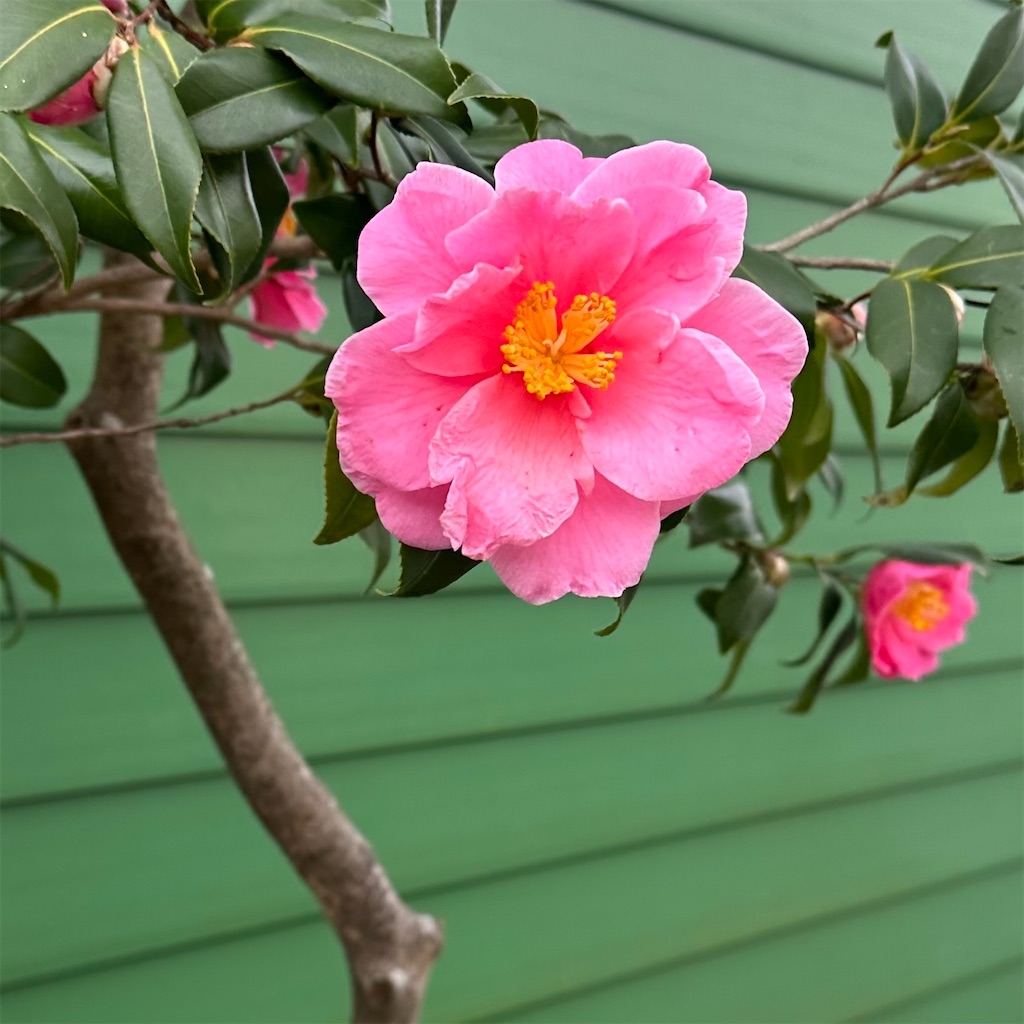 f:id:blossom-art:20230121191457j:image