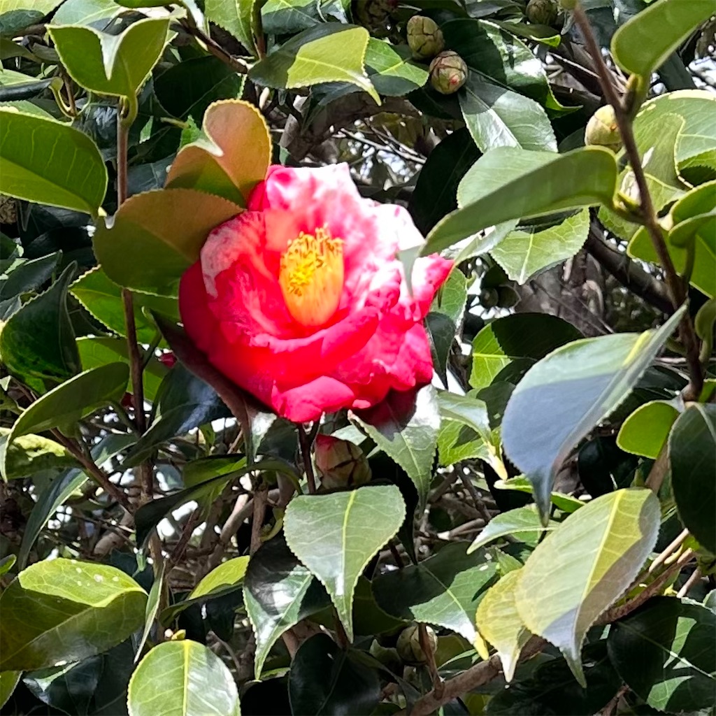 f:id:blossom-art:20230121191509j:image