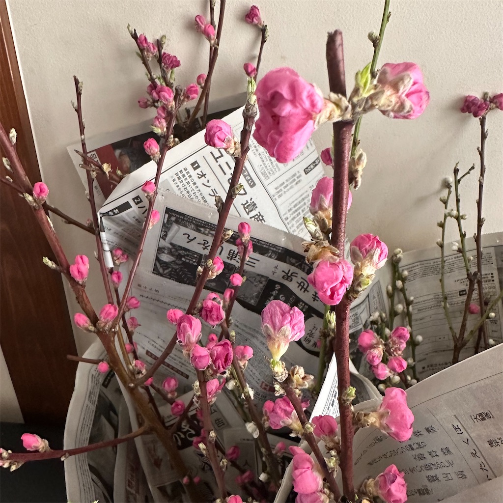 f:id:blossom-art:20230302181625j:image