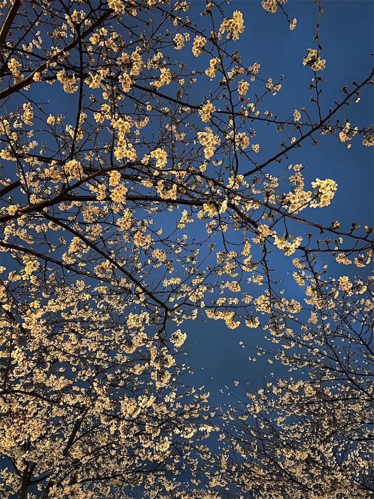 f:id:blossom-art:20230326200735j:image