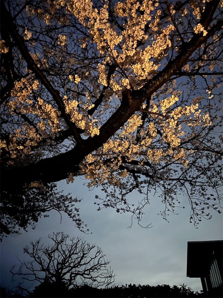 f:id:blossom-art:20230326201054j:image