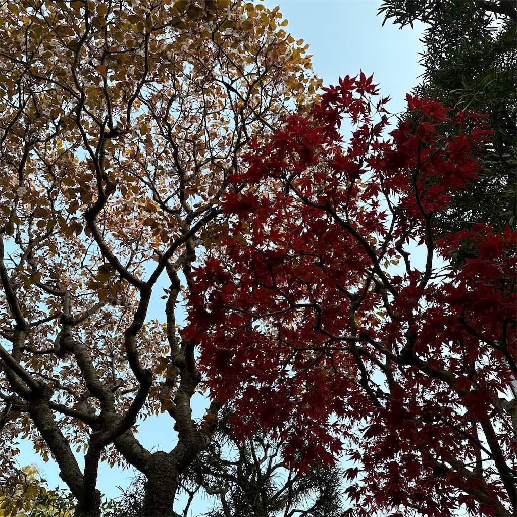 f:id:blossom-art:20230401182927j:image