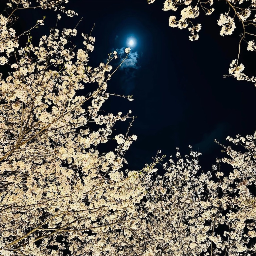 f:id:blossom-art:20230402175334j:image
