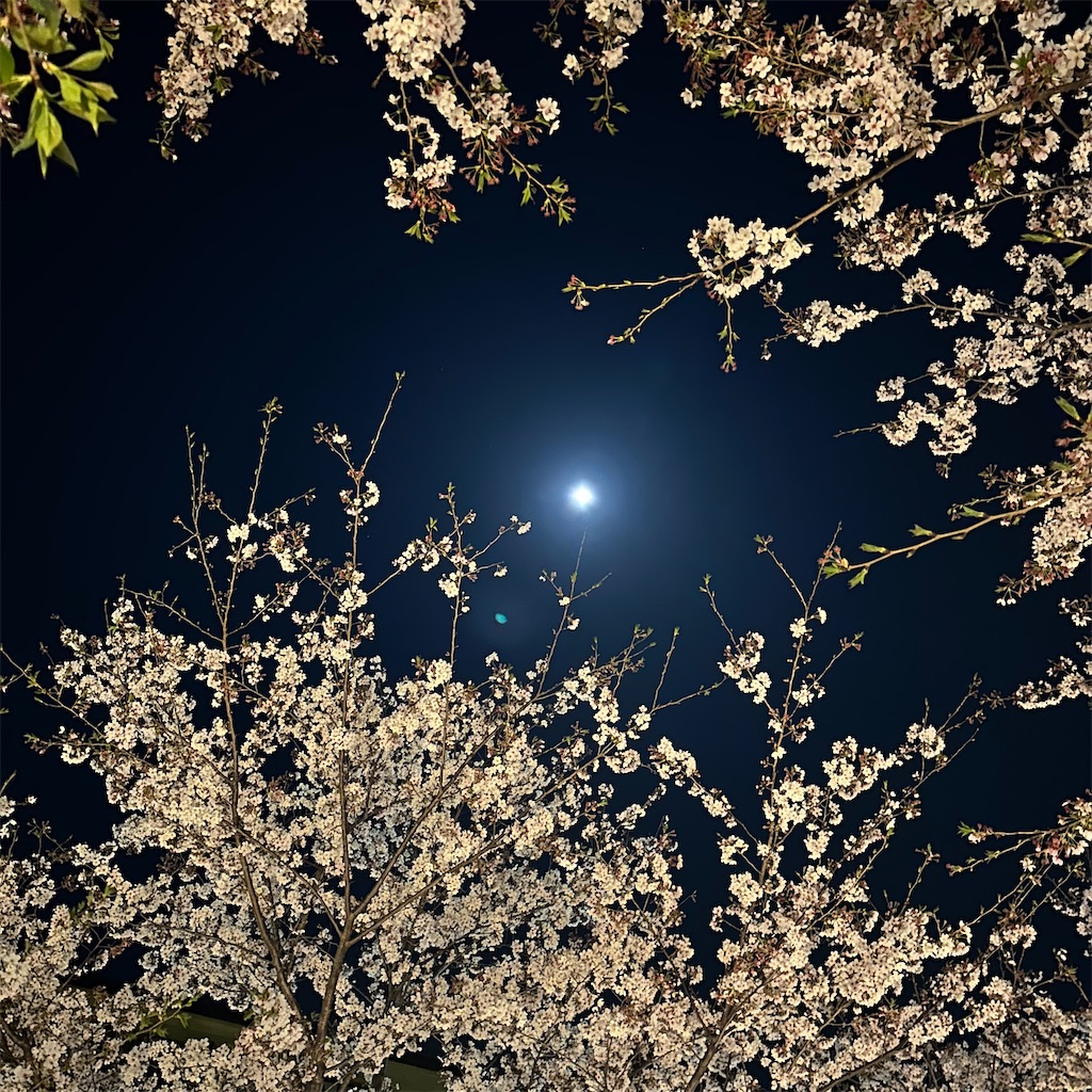 f:id:blossom-art:20230403220526j:image
