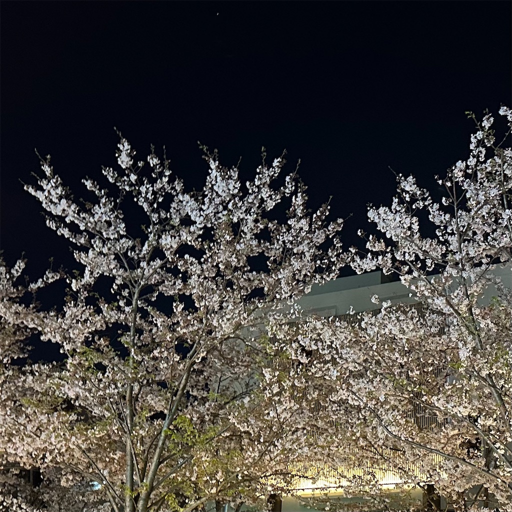 f:id:blossom-art:20230403220622j:image
