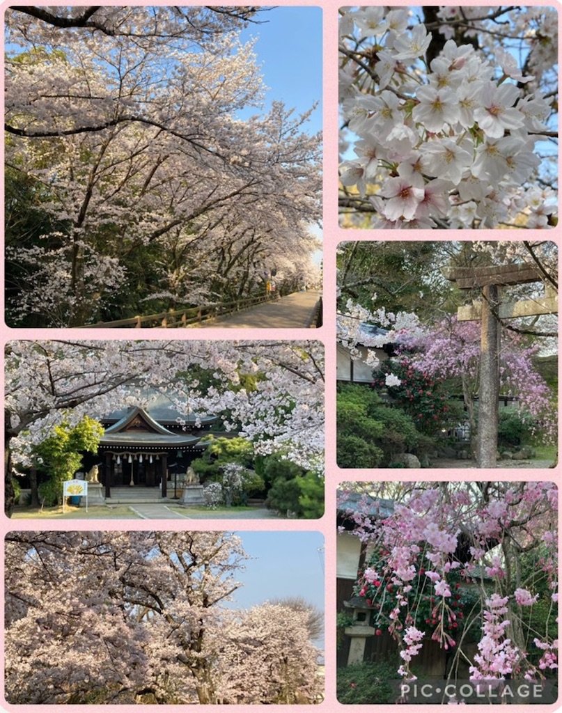 f:id:blossom-art:20230407211737j:image
