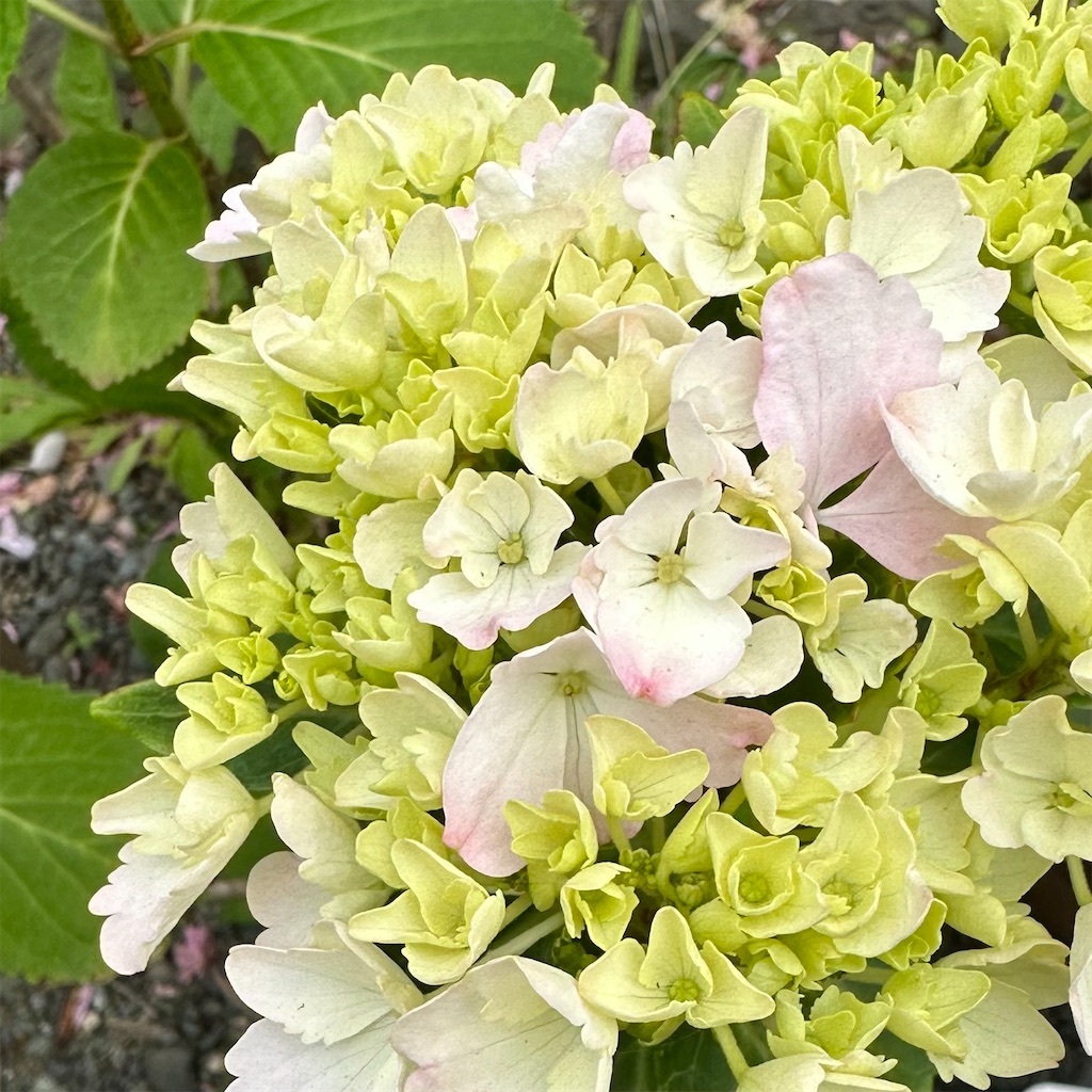 f:id:blossom-art:20230423231125j:image