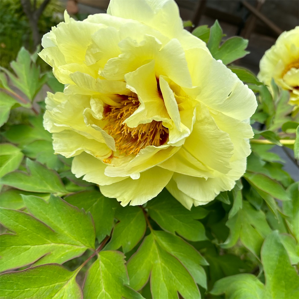 f:id:blossom-art:20230423231343j:image