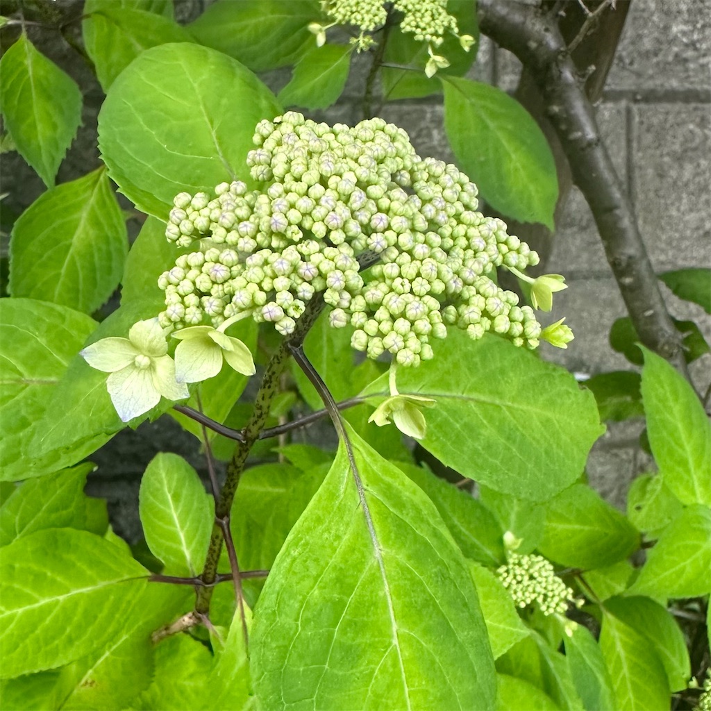 f:id:blossom-art:20230501214720j:image