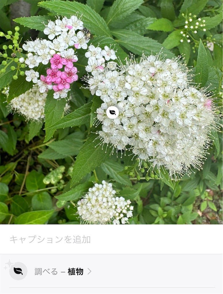f:id:blossom-art:20230522174835j:image