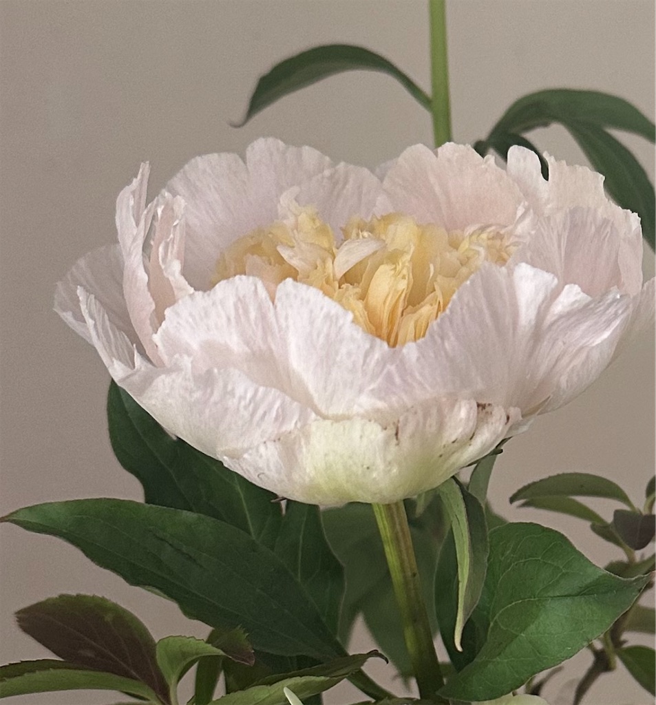 f:id:blossom-art:20230524212230j:image