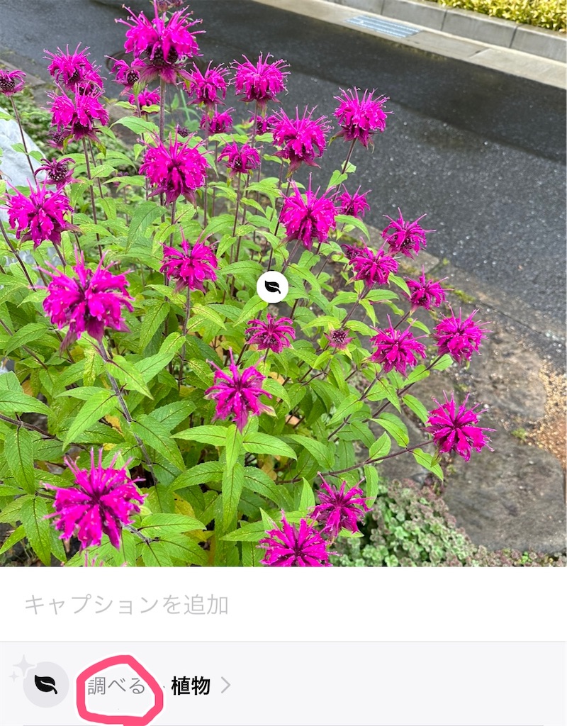 f:id:blossom-art:20230609174211j:image