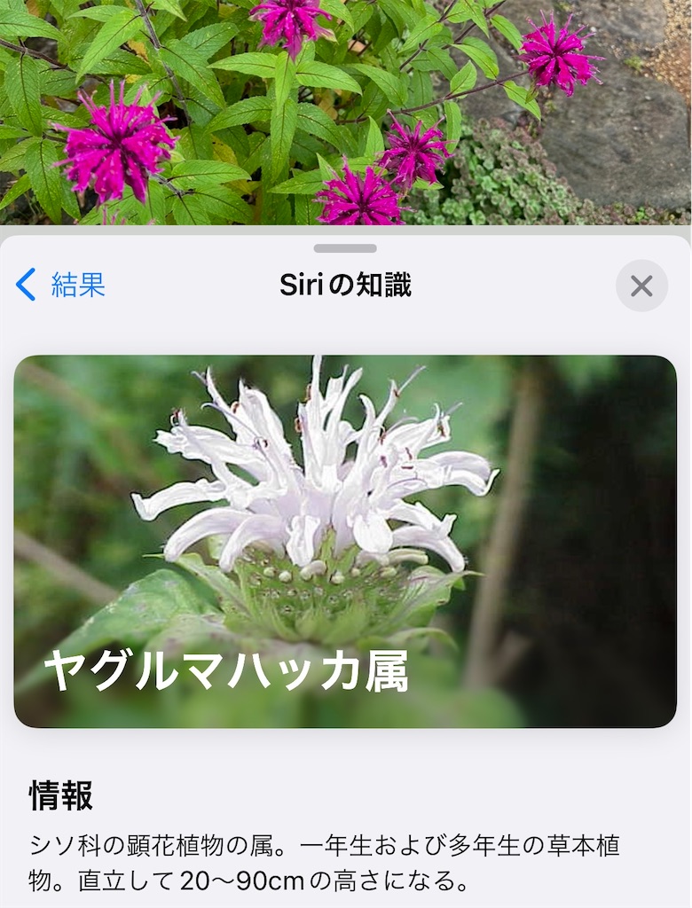 f:id:blossom-art:20230609174233j:image