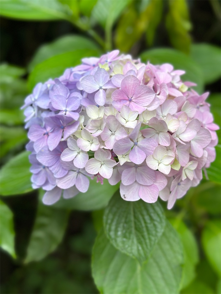 f:id:blossom-art:20230614191514j:image