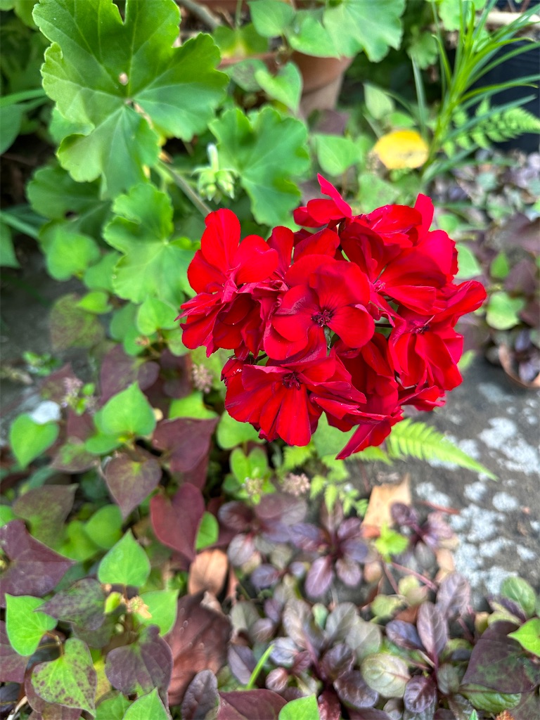 f:id:blossom-art:20230625195452j:image