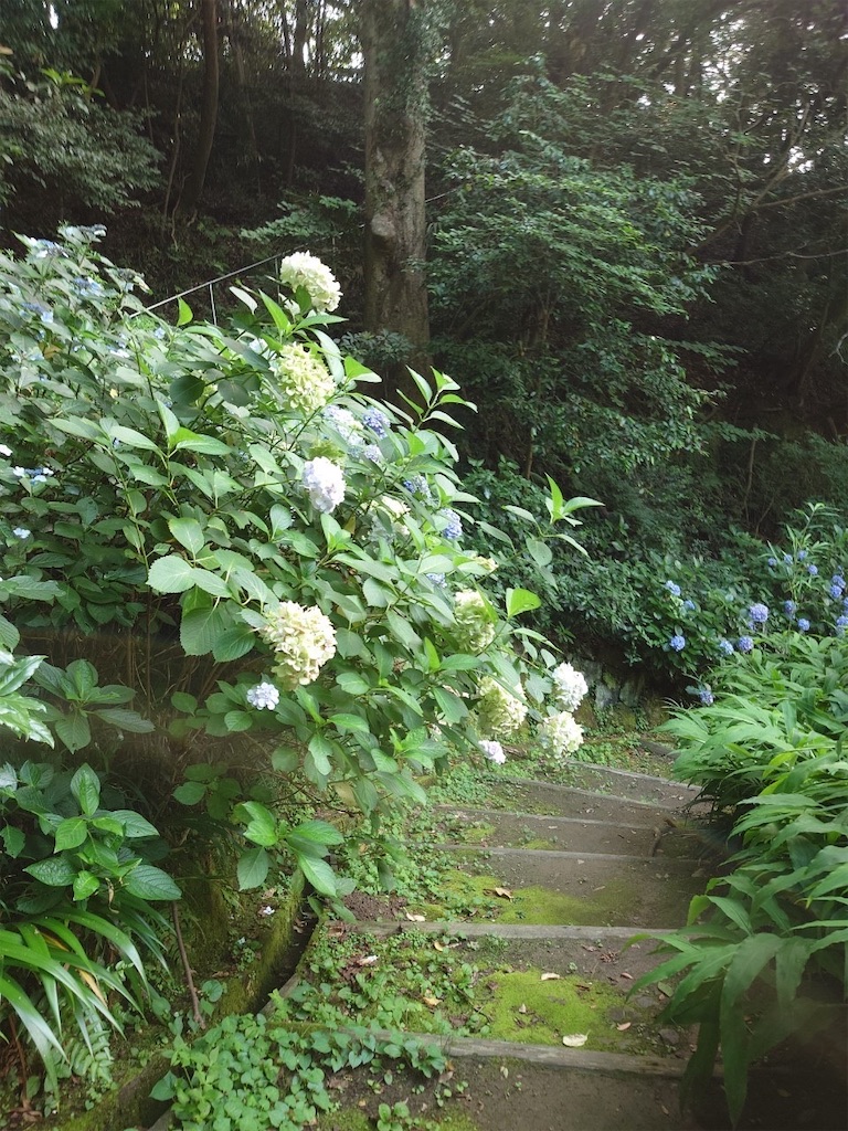 f:id:blossom-art:20230704194952j:image