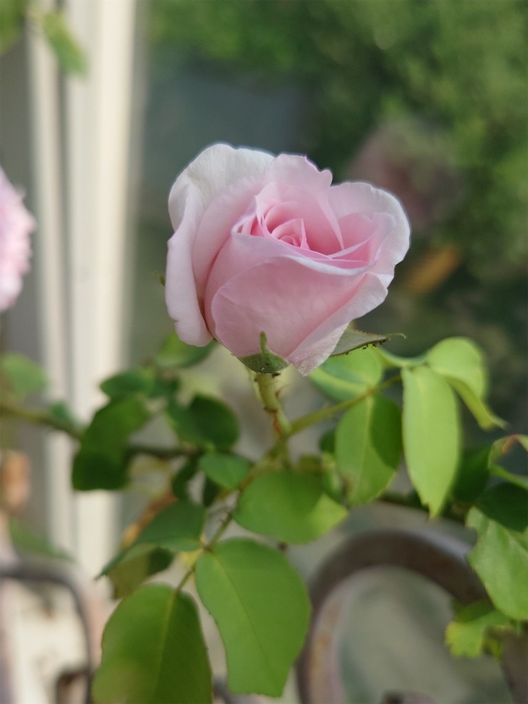 f:id:blossom-art:20230704195330j:image