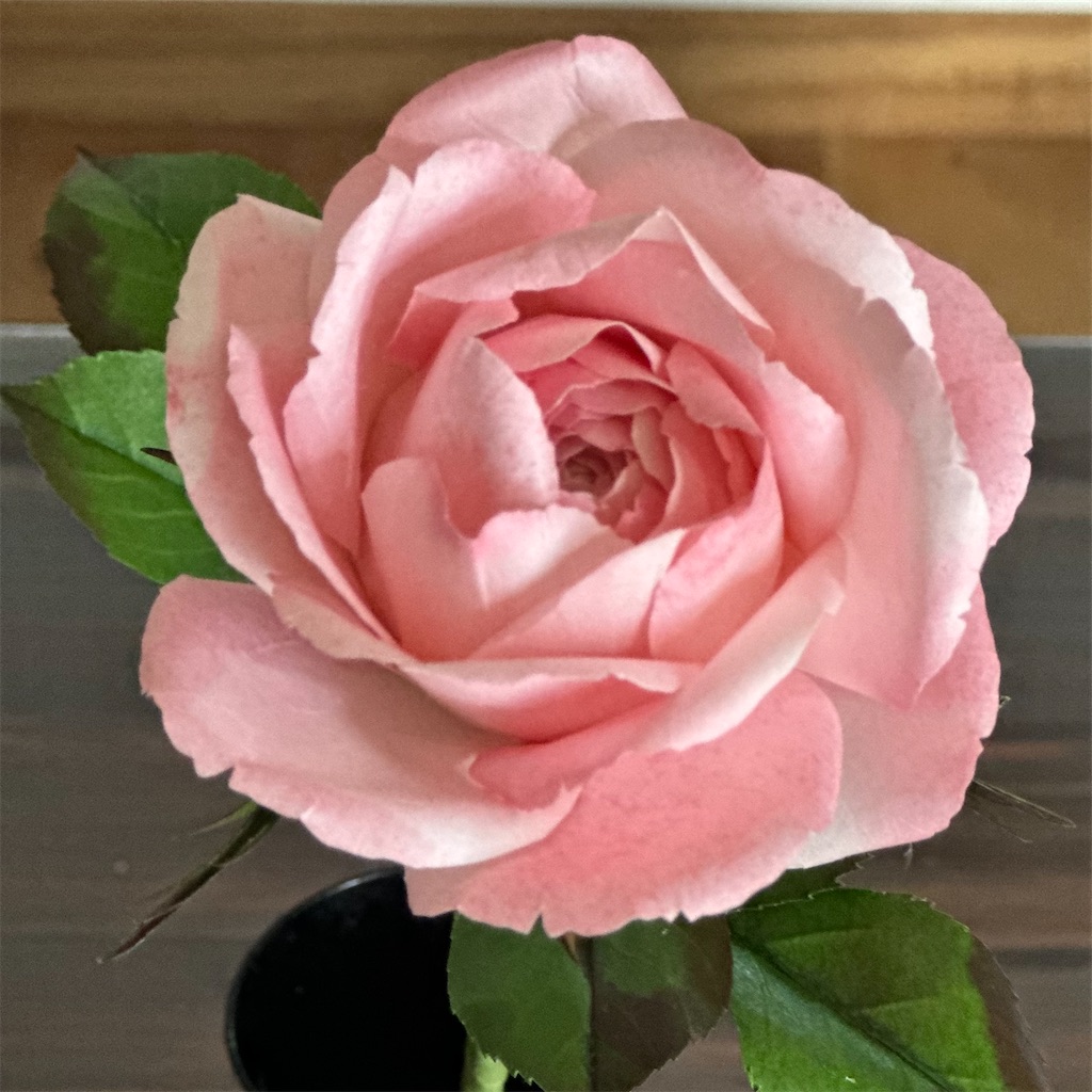 f:id:blossom-art:20230709182133j:image