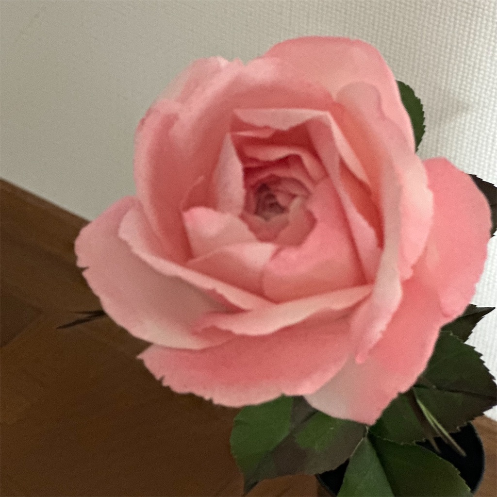 f:id:blossom-art:20230709182153j:image