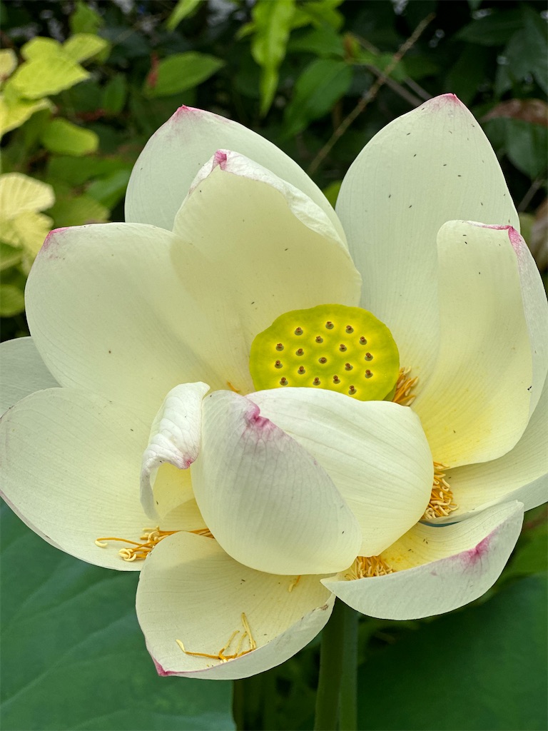 f:id:blossom-art:20230715200101j:image f:id:blossom-art:20230715200101j:image