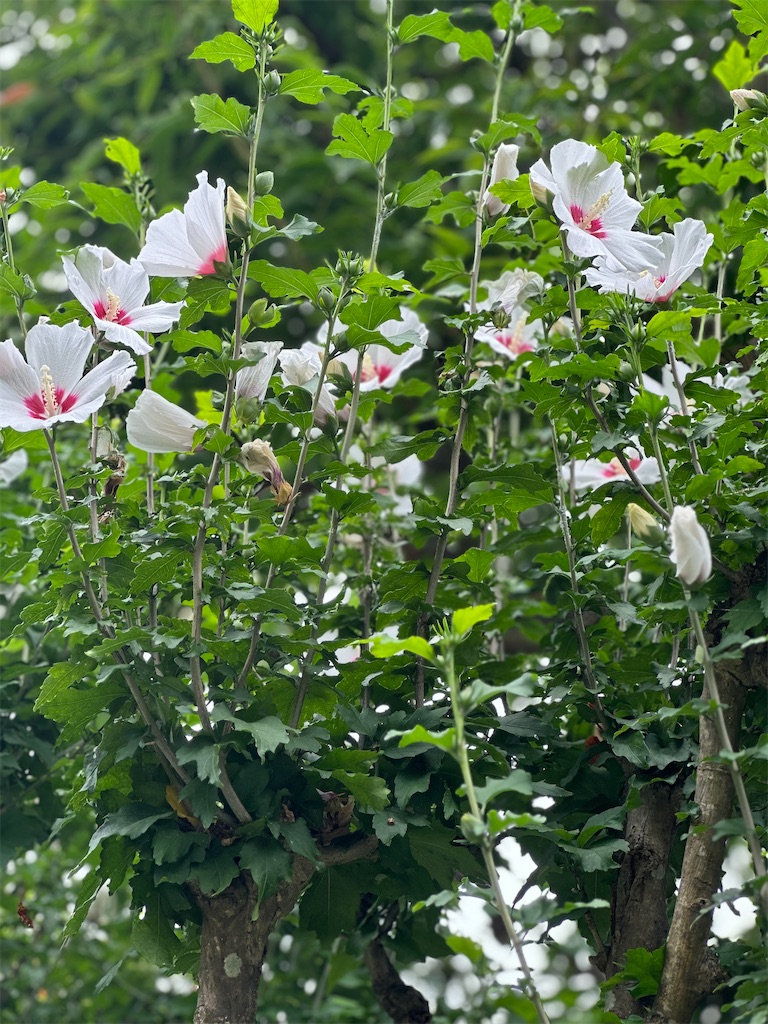 f:id:blossom-art:20230715200323j:image
