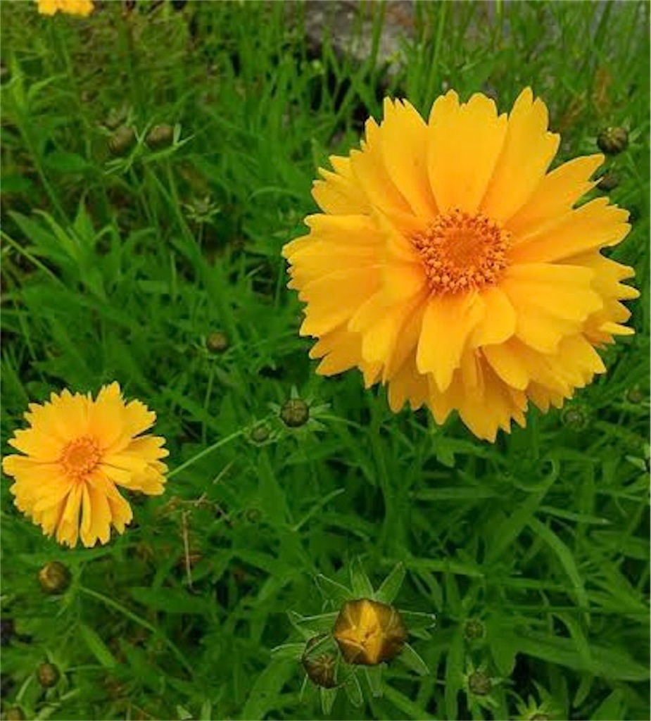 f:id:blossom-art:20231005184247j:image