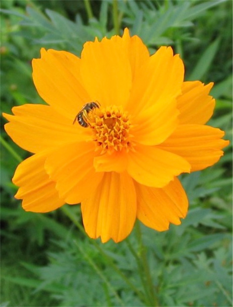 f:id:blossom-art:20231005184436j:image