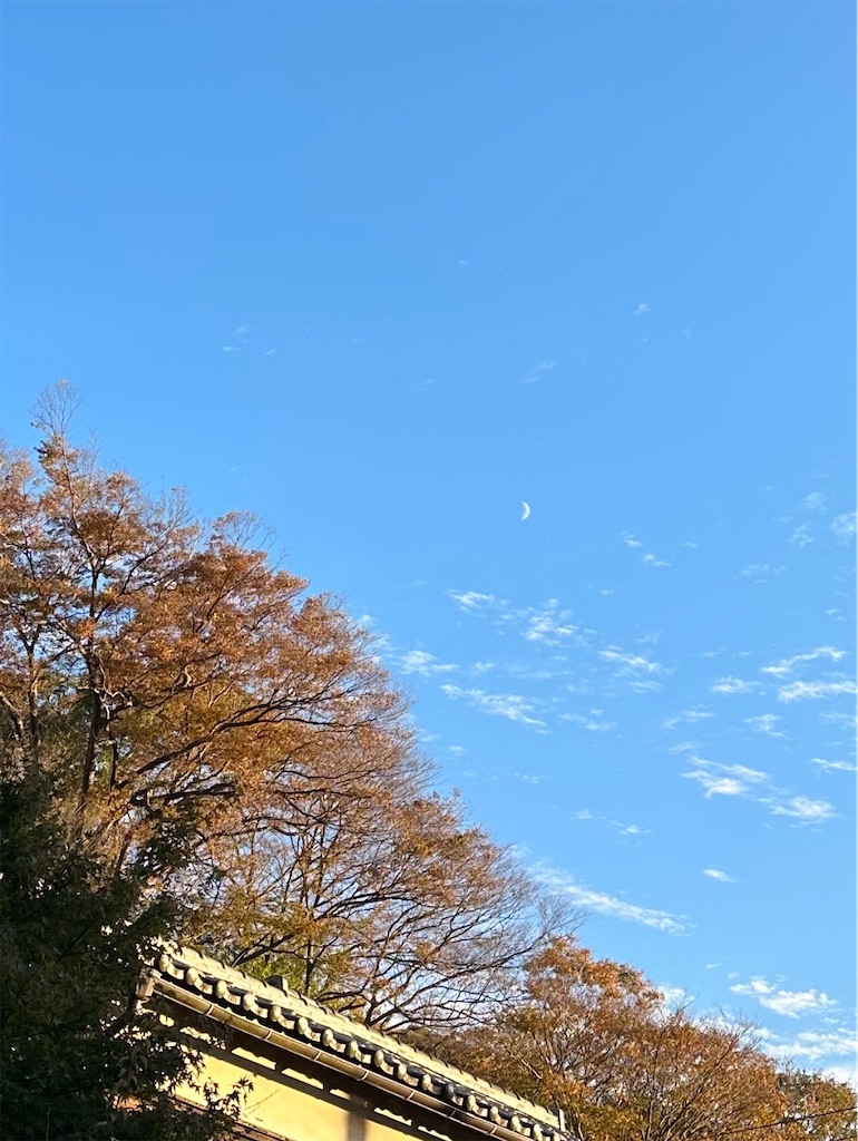 f:id:blossom-art:20231119212105j:image