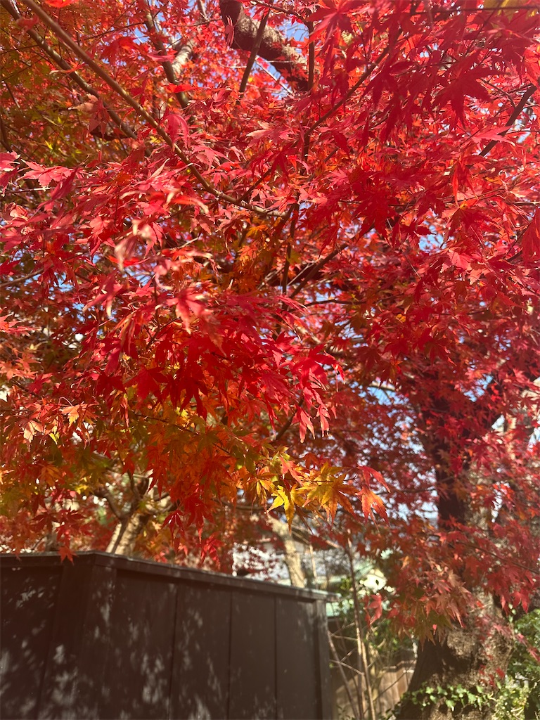 f:id:blossom-art:20231211203148j:image