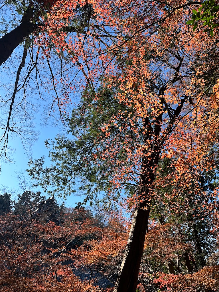 f:id:blossom-art:20231229211806j:image f:id:blossom-art:20231229211806j:image