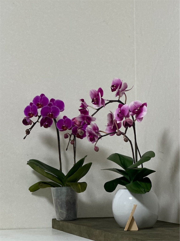 f:id:blossom-art:20240106214610j:image