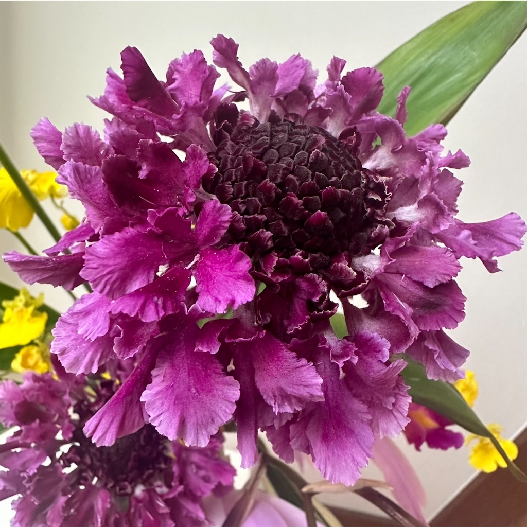 f:id:blossom-art:20240125224532j:image