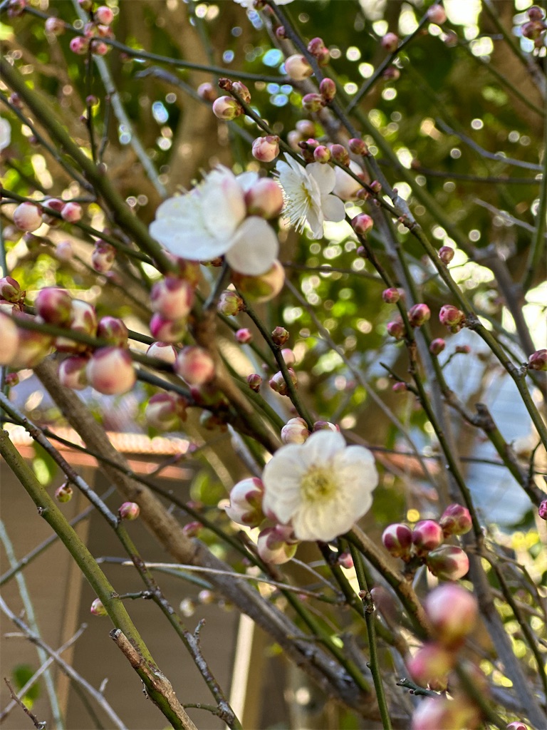 f:id:blossom-art:20240213183711j:image