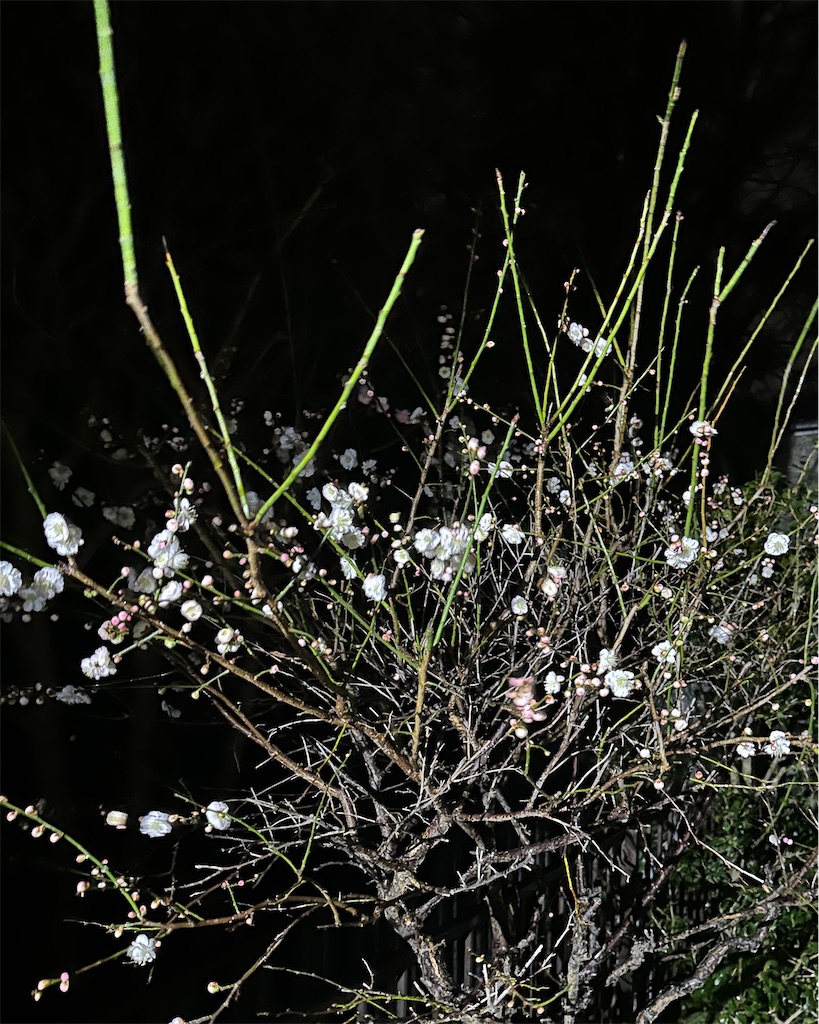 f:id:blossom-art:20240216181746j:image