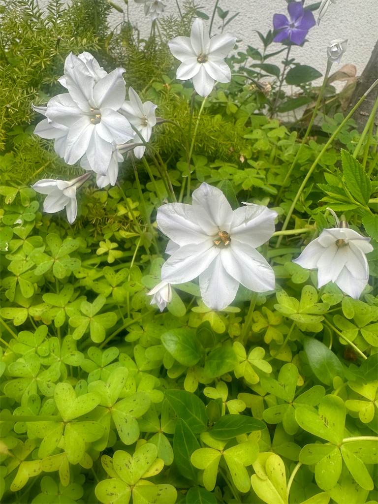 f:id:blossom-art:20240328175539j:image
