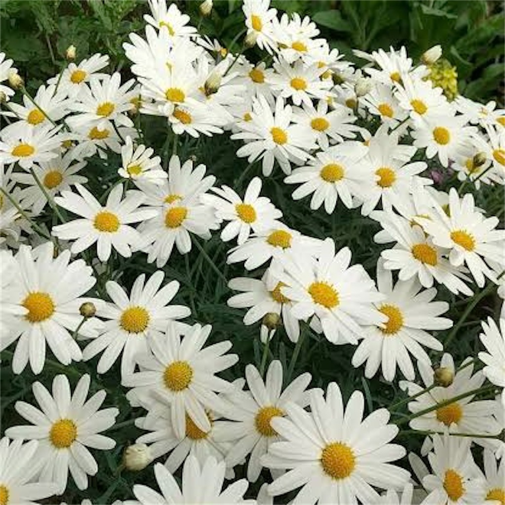 f:id:blossom-art:20240330181746j:image