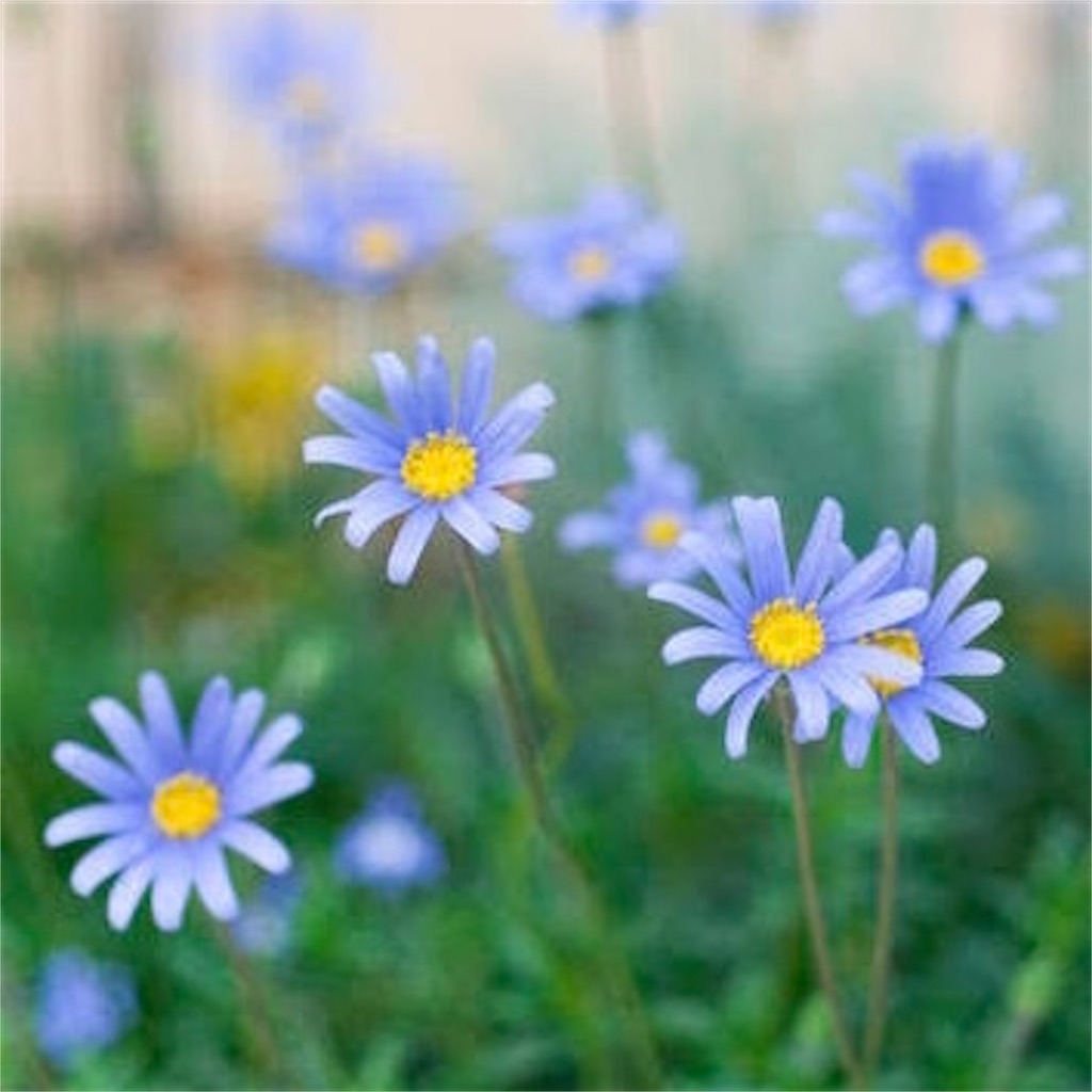 f:id:blossom-art:20240330181802j:image