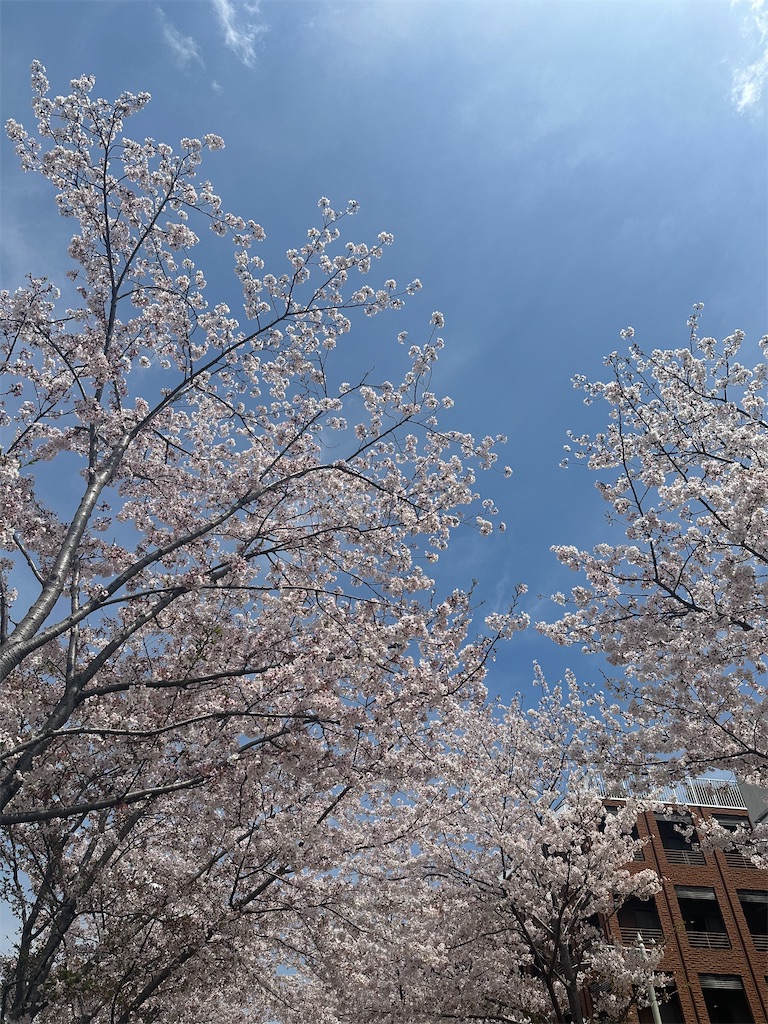 f:id:blossom-art:20240411231002j:image