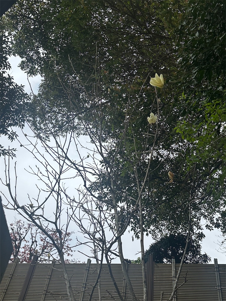 f:id:blossom-art:20240413220823j:image