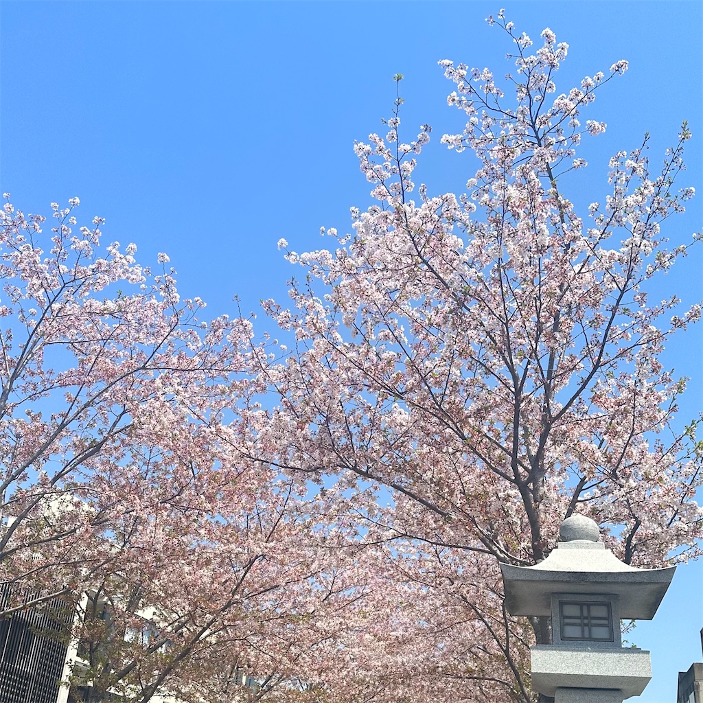 f:id:blossom-art:20240414212255j:image