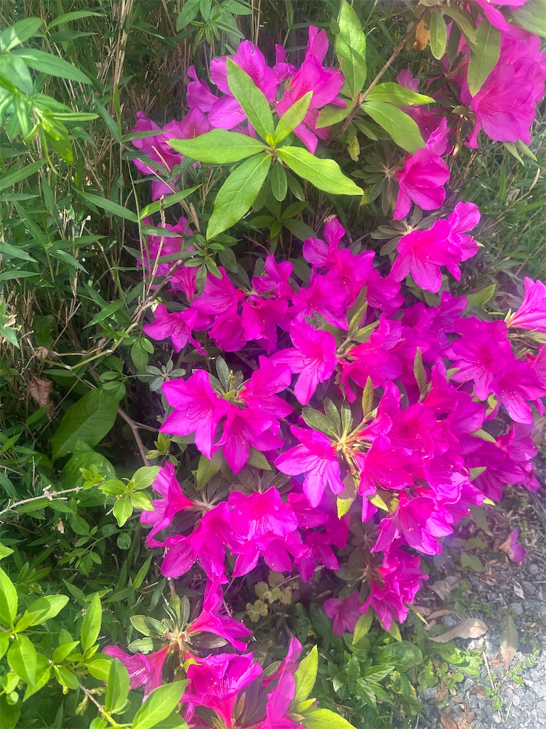 f:id:blossom-art:20240420200913j:image
