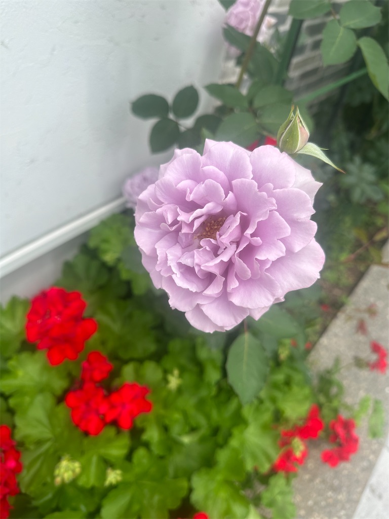 f:id:blossom-art:20240512165524j:image