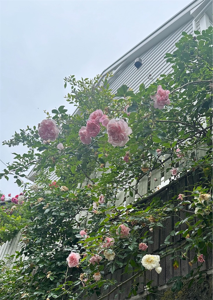 f:id:blossom-art:20240523223203j:image