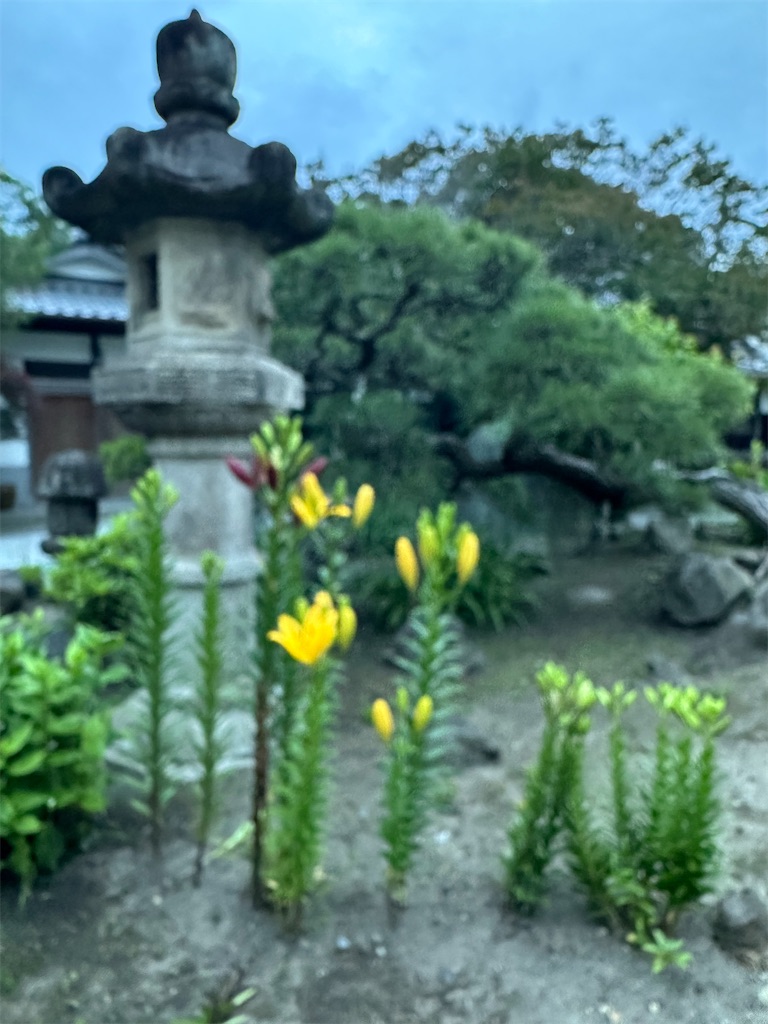 f:id:blossom-art:20240530190839j:image f:id:blossom-art:20240530190839j:image