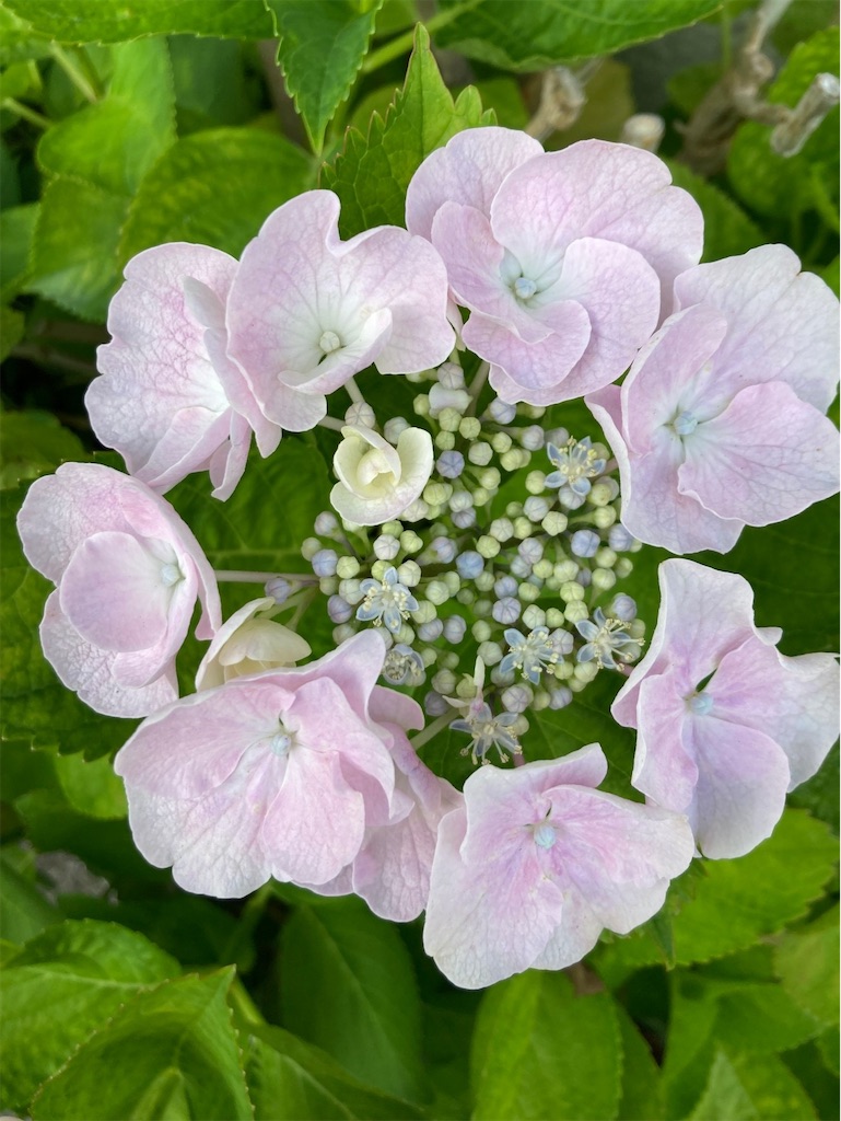 f:id:blossom-art:20240601220341j:image