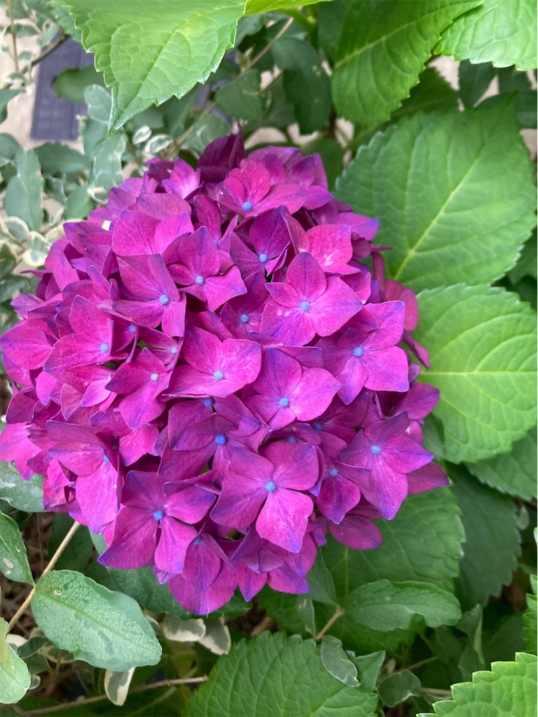 f:id:blossom-art:20240601220345j:image