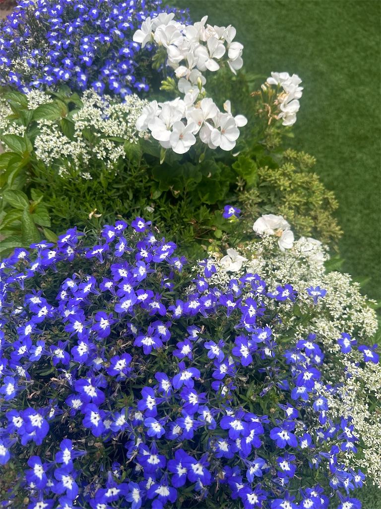 f:id:blossom-art:20240607071004j:image