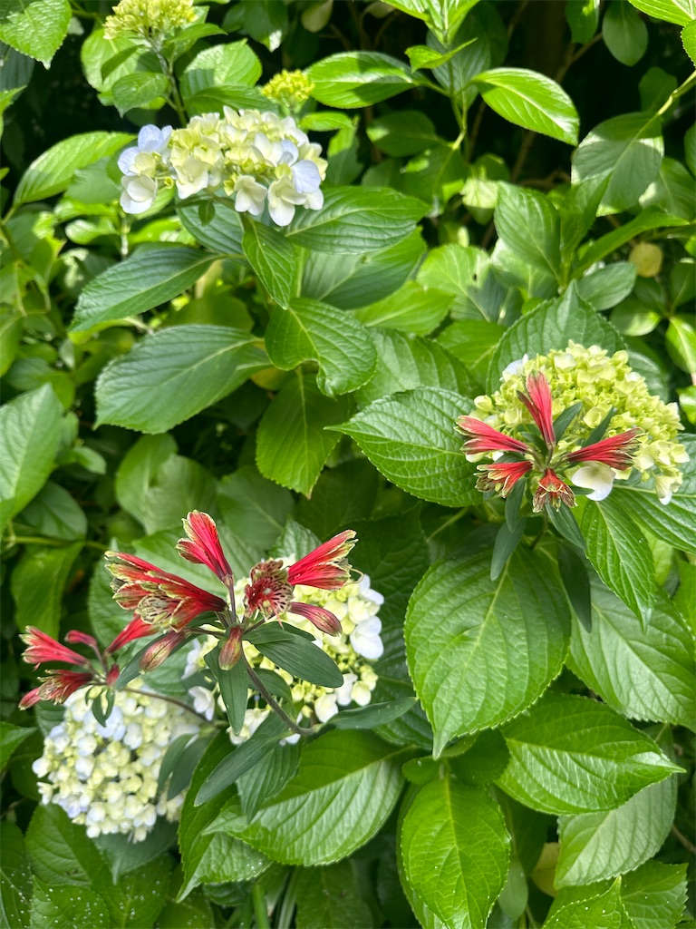f:id:blossom-art:20240610201959j:image
