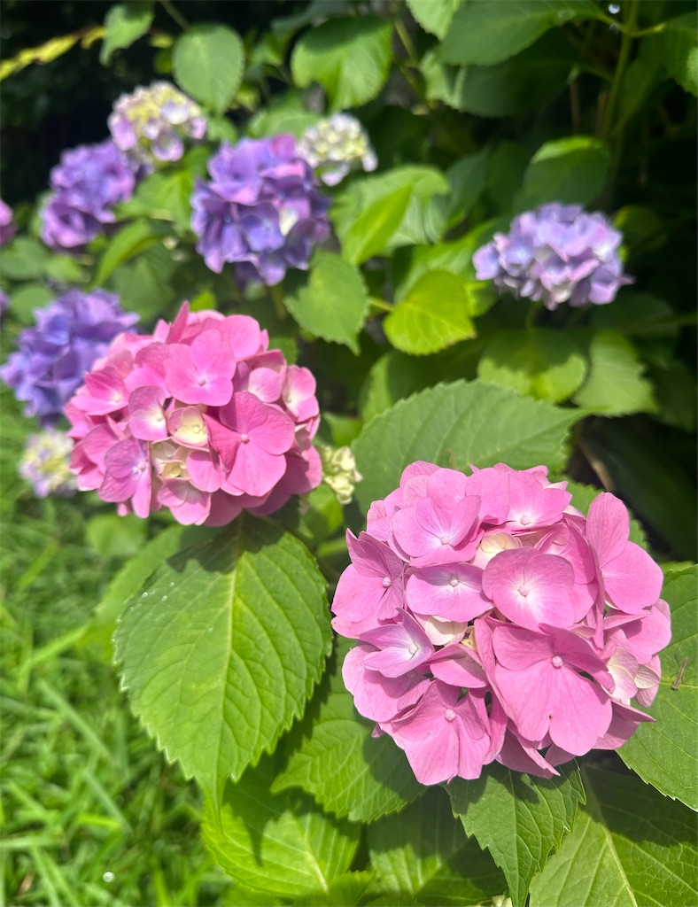 f:id:blossom-art:20240610202018j:image